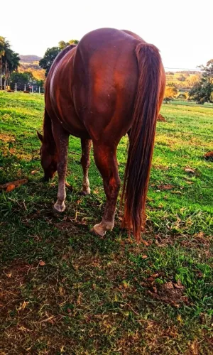 Vendo.Garanhão Quarto de Milha Animal bonito,forte e bem cuidado. Pelagem castanha