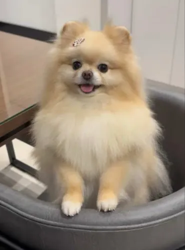 Cachorro Lulu na pomerania para doação 