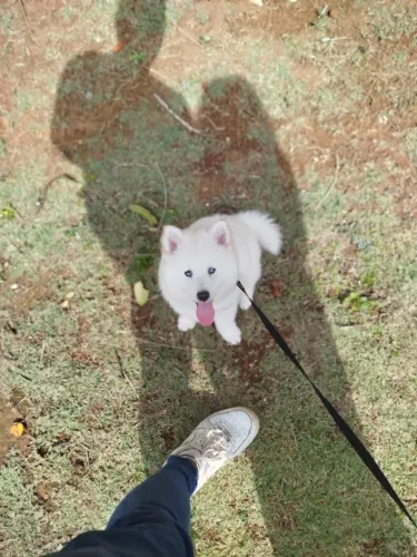 Filhote de pomsky