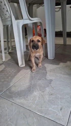 Filhote pra doação 