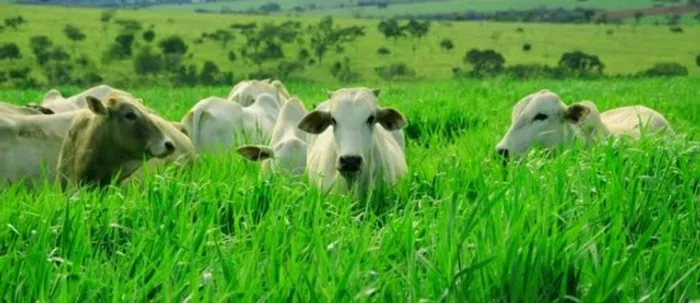 Aluguel de pastagens em Almenara MG