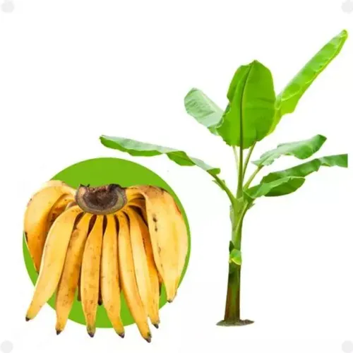 Mudas da banana Terra de fritar  a  rainha  da cozinha 