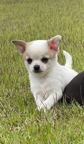 :) Chihuahua mini macho e fêmea :)