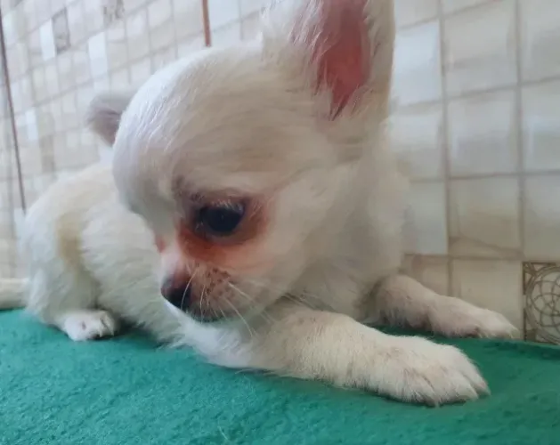 Chihuahua - Pequenos, Mas Cheios de Amor e Energia!