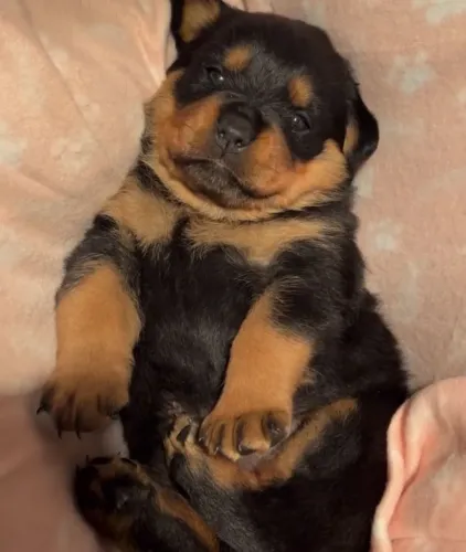 filhote Rottweiler, Fofura Sem Fim!