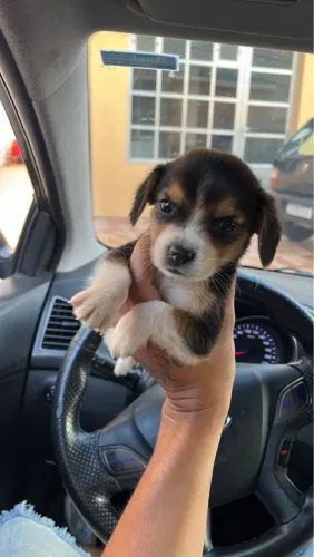 Filhote beagle mini machos e fêmeas 