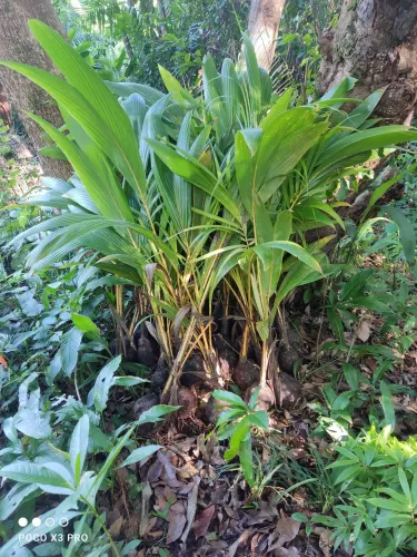 Mudas de coqueiro prontas para plantar