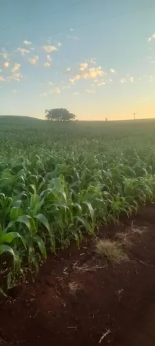 Sítio  2.75 alqueiro Bela Vista Paraíso 