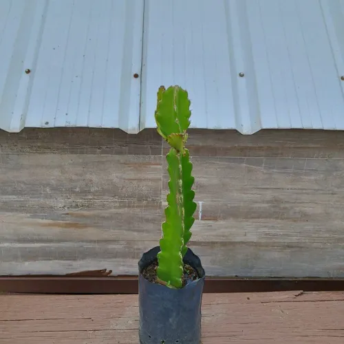 Pitaya 