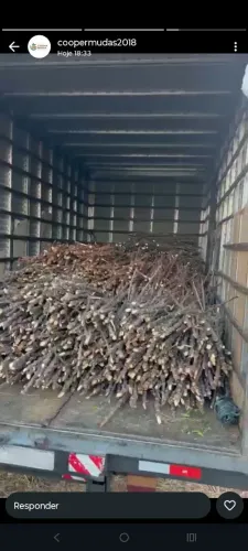 Rama mandioca amarela