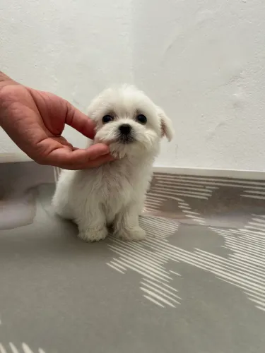 Maltês baby lindo