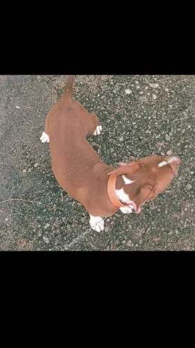 Cachorro Pitbull