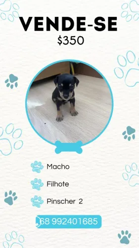 Vende-se cachorro pinscher 2