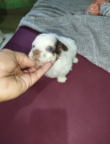 Micro toy pronta Entrega