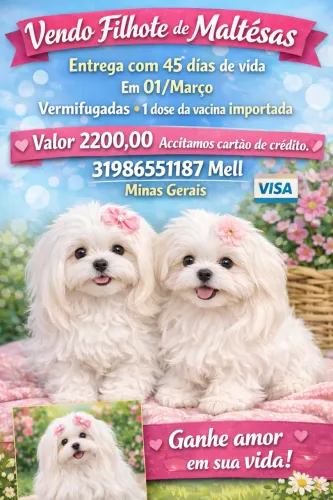 Maltês fêmea maltesas legítimas 