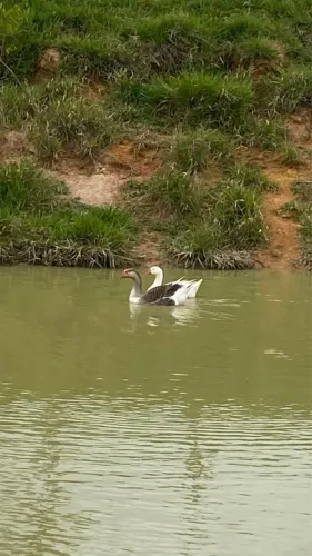 Casal de gansos