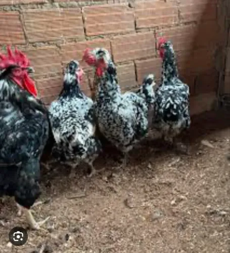 Ovos férteis da Galinha sertaneja Balão