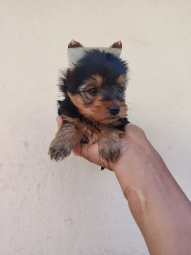 Yorkshire macho bem peludo e pequeno