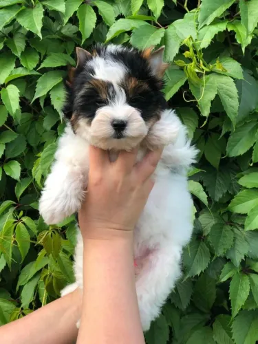Lindos Filhotes de Biewer Terrier Disponíveis Agora