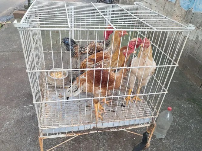 Vendo frango caipira 
