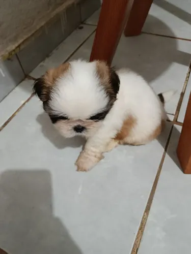 Cachorro Shitzu