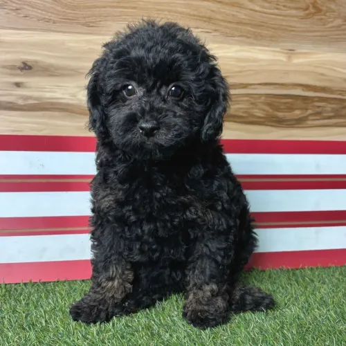 Poodle Toy Pretinho