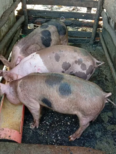 Bacurinho porco
