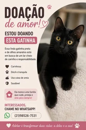 Gato preta fêmea doação 