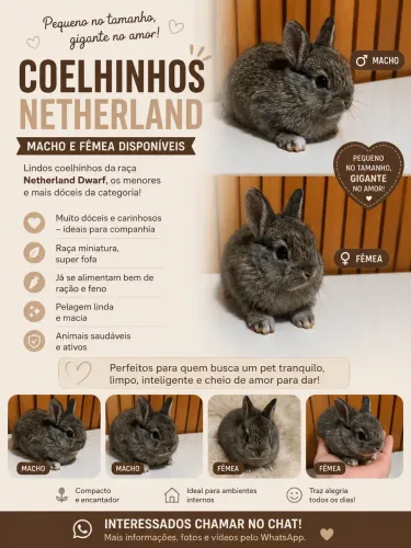 Vendo coelho netherland - coelho anão