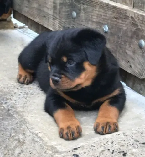 Cachorro filhote rottweiler pelagem densa e dócil com contrato