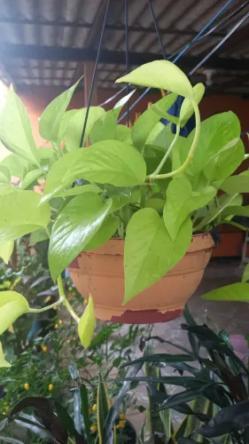 Planta ornamental pendente jiboia neon