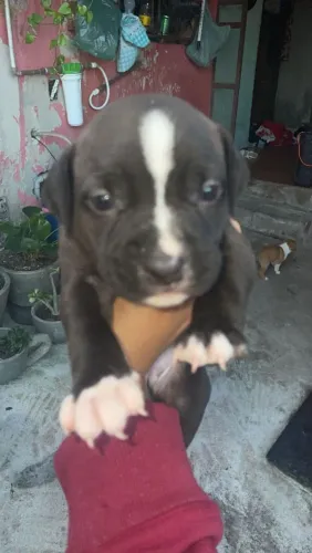 Filhotes de Pitbull 