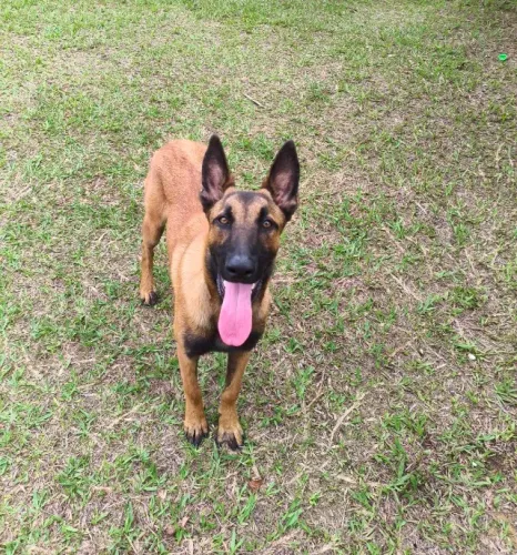 Pastor Belga Malinois