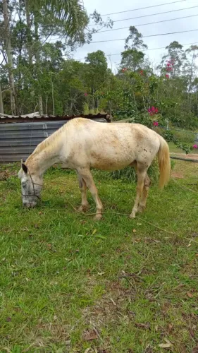 Cavalo - Potro - Castrado e muito manso - Montaria