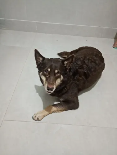 Doação husky siberiano 
