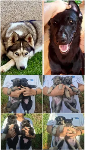 Filhotes Husky mix ( Mestiço)