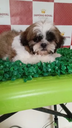 Shihtzu Machinho muito fofinho pronta entrega