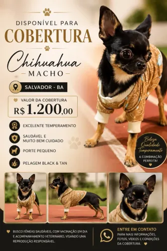 Chihuahua disponível para cobertura