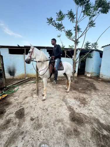 Cavalo a venda genuíno de picada garanhão .