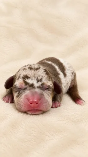 Dachshund