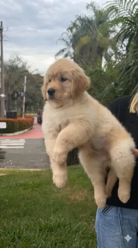 Cães