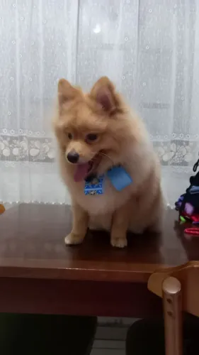 Spitz Alemão macho porte pequeno;vacinas importada todas em dia