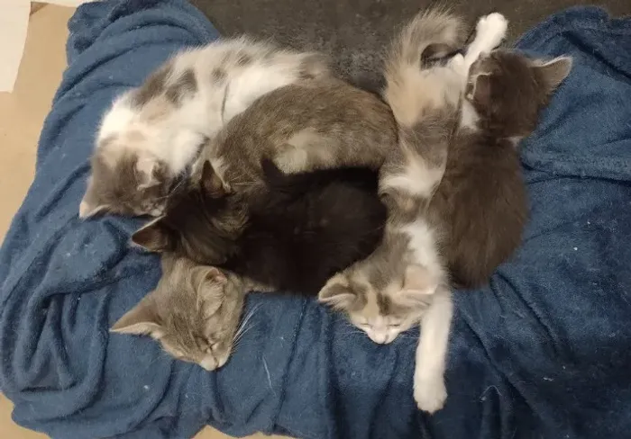 Gatos