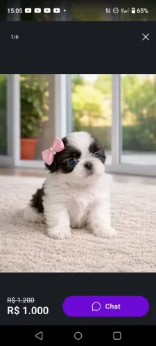 Filhotes de shih-Tzu com pedigree fêmea e macho 