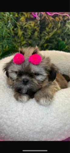 Shih tzu ! Linda dourada