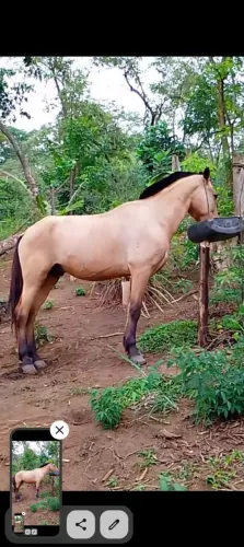 Cavalo baio de marcha picada