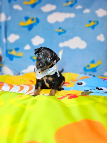Pinscher/Pincher Baby com Padrão Excepcional Macho e Fêmea com Pedigree