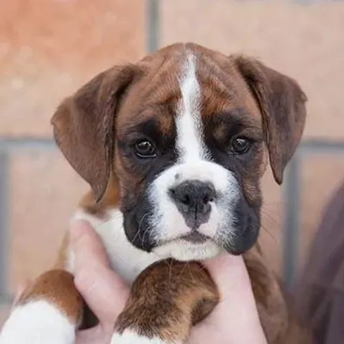 Boxer Filhotes