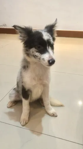 Border Collie fêmea