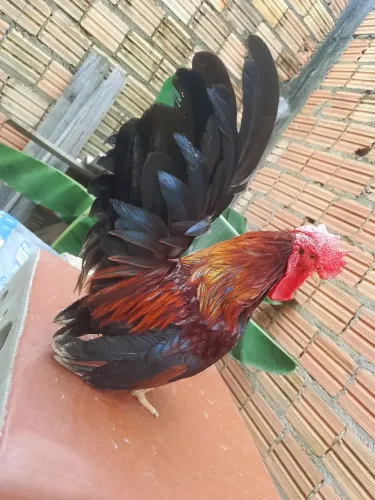 Galinha